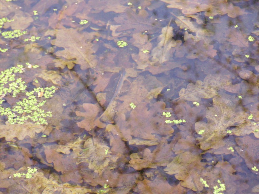 Tipologie di habitat dell''ululone nella collina atesina
